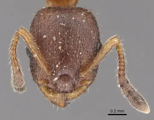 Leptothorax acervorum - CASENT0901769