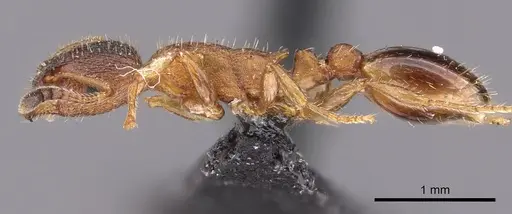 Leptothorax acervorum - CASENT0901769