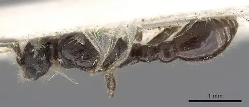 Leptothorax acervorum - CASENT0901770