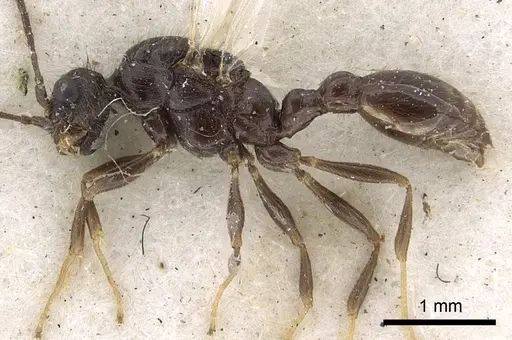 Leptothorax acervorum - CASENT0901770