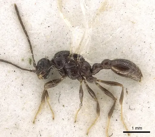 Leptothorax acervorum - CASENT0901770
