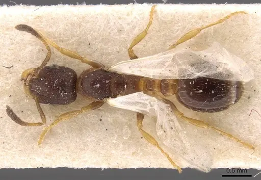 Leptothorax acervorum - CASENT0907570