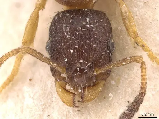 Leptothorax acervorum - CASENT0907570