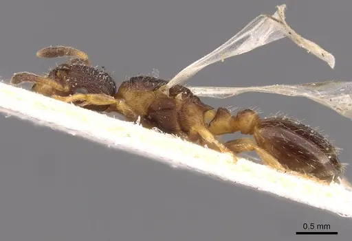 Leptothorax acervorum - CASENT0907570