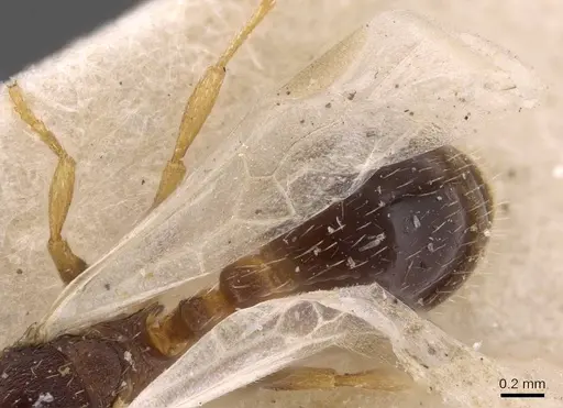 Leptothorax acervorum - CASENT0907570