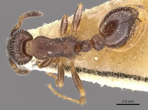 Leptothorax acervorum - CASENT0909064