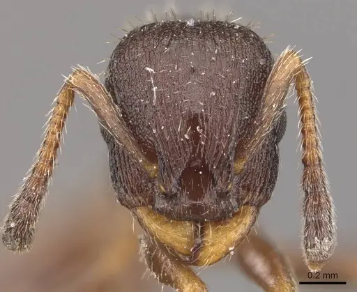 Leptothorax acervorum - CASENT0909064