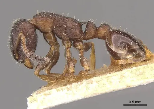 Leptothorax acervorum - CASENT0909064