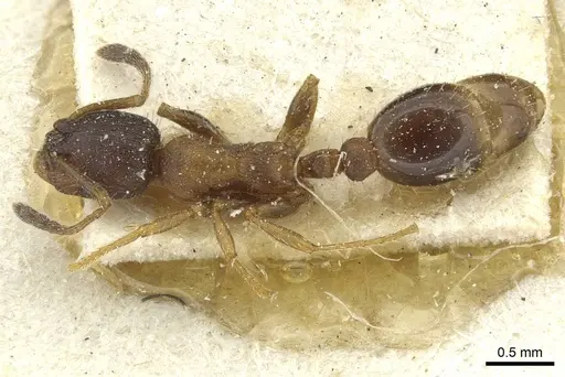 Leptothorax acervorum - CASENT0912889