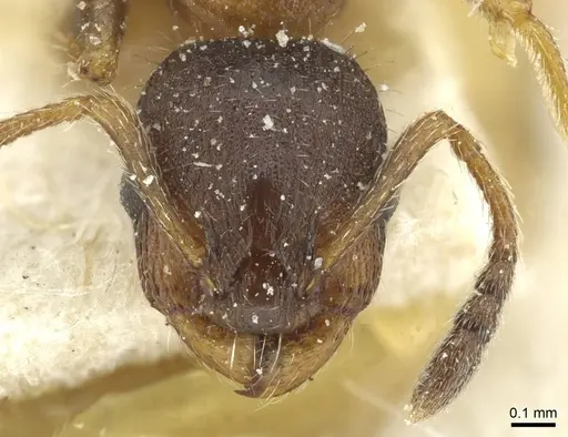 Leptothorax acervorum - CASENT0912889