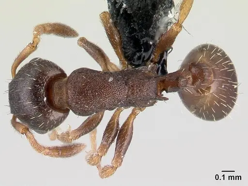Leptothorax athabasca specimen