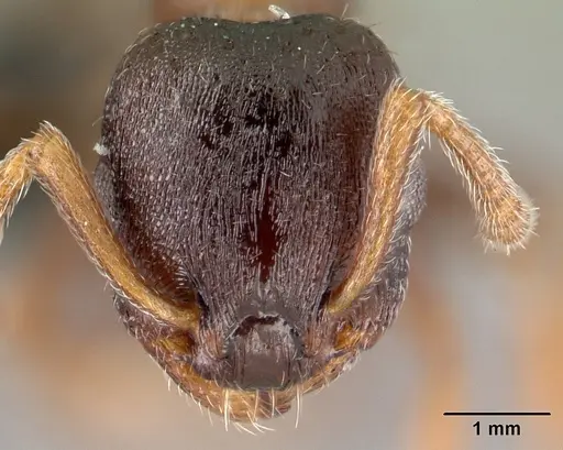 Leptothorax athabasca specimen