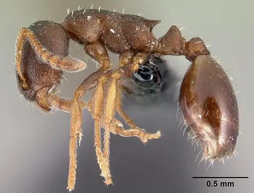 Leptothorax athabasca specimen