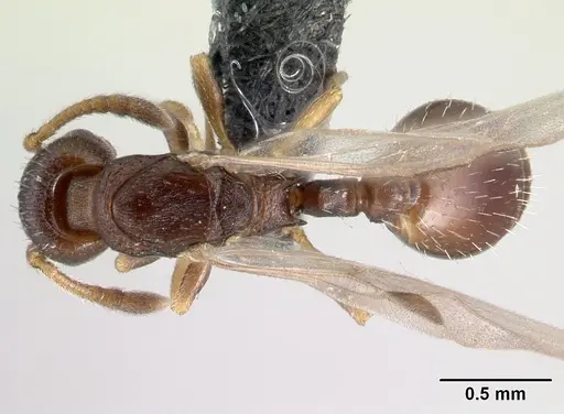 Leptothorax athabasca - CASENT0178887