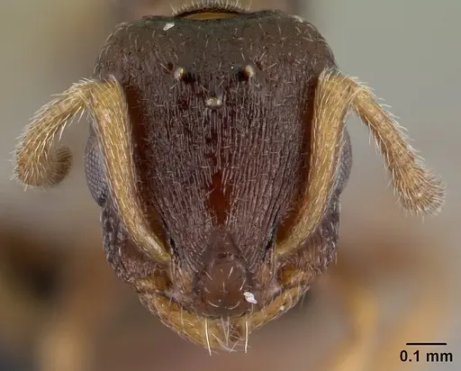 Leptothorax athabasca - CASENT0178887