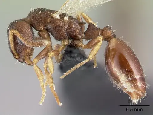 Leptothorax athabasca - CASENT0178887
