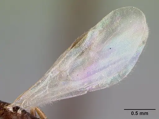 Leptothorax athabasca - CASENT0178887