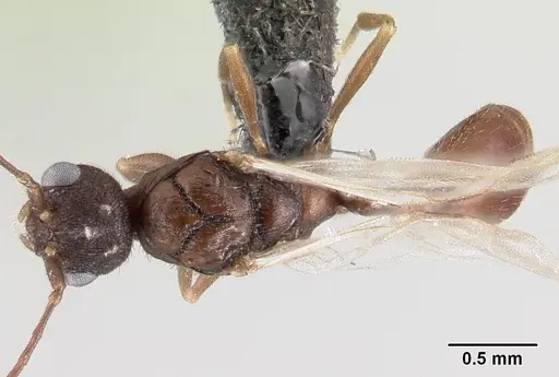 Leptothorax athabasca - CASENT0178888