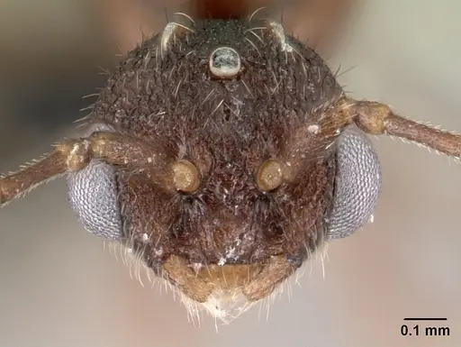 Leptothorax athabasca - CASENT0178888