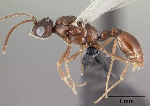 Leptothorax athabasca - CASENT0178888