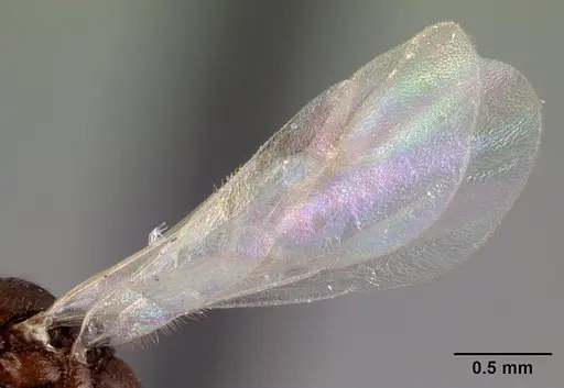 Leptothorax athabasca - CASENT0178888