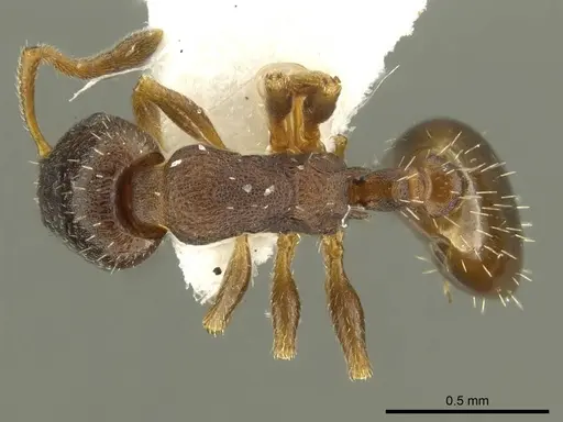 Leptothorax athabasca - CASENT0919746