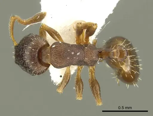 Leptothorax athabasca - CASENT0919746
