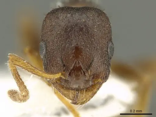 Leptothorax athabasca - CASENT0919746