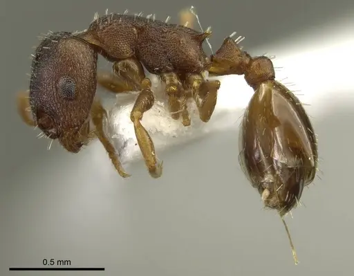 Leptothorax athabasca - CASENT0919746