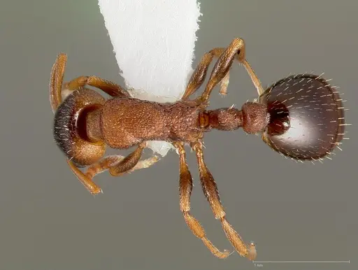 Leptothorax calderoni specimen