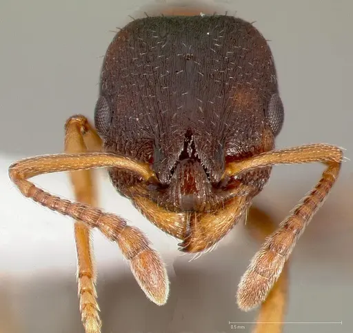 Leptothorax calderoni specimen