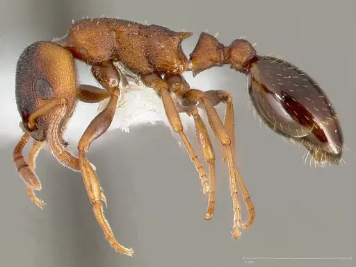 Leptothorax calderoni specimen