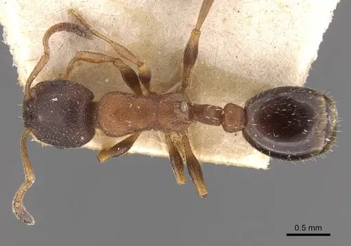 Leptothorax calderoni - CASENT0909065