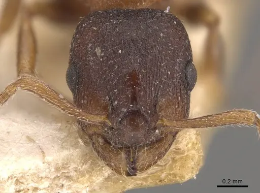 Leptothorax calderoni - CASENT0909065