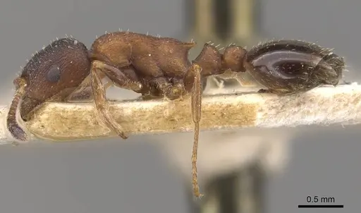 Leptothorax calderoni - CASENT0909065