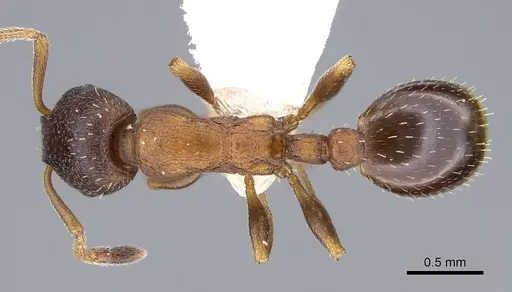 Leptothorax calderoni - CASENT0914979