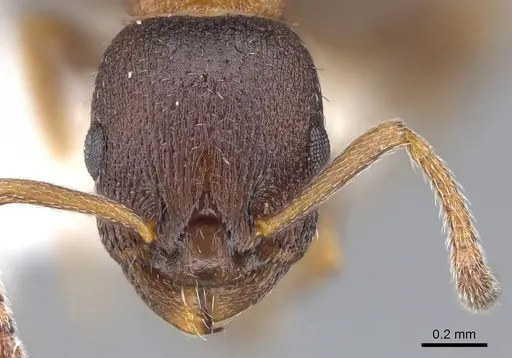 Leptothorax calderoni - CASENT0914979