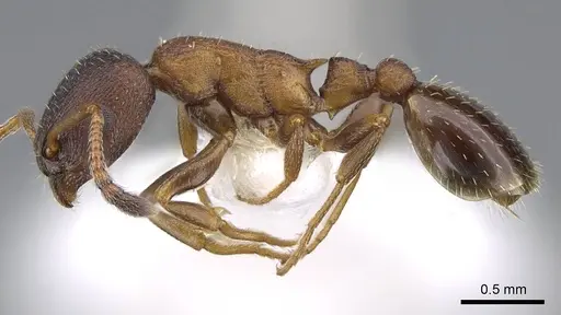 Leptothorax calderoni - CASENT0914979