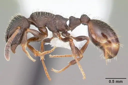 Leptothorax crassipilis specimen