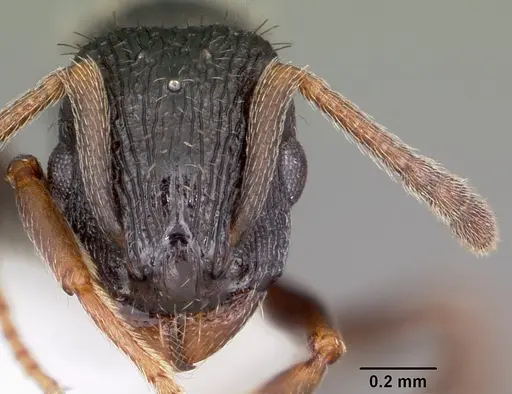 Leptothorax crassipilis - CASENT0104821