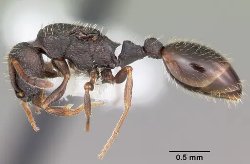 Leptothorax crassipilis - CASENT0104821