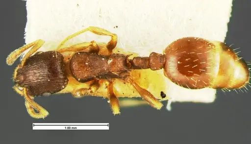 Leptothorax crassipilis - CASENT0105622