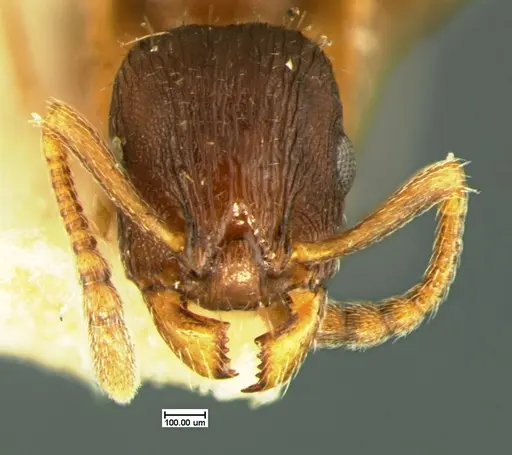 Leptothorax crassipilis - CASENT0105622