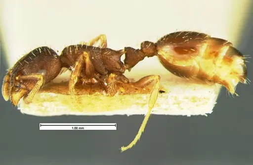 Leptothorax crassipilis - CASENT0105622