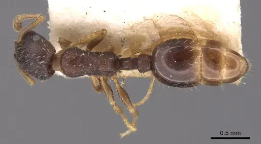 Leptothorax crassipilis - CASENT0901773