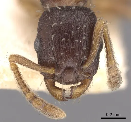 Leptothorax crassipilis - CASENT0901773