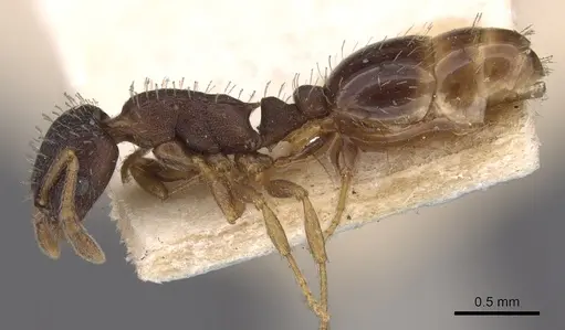 Leptothorax crassipilis - CASENT0901773