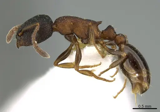 Leptothorax crassipilis - CASENT0923605