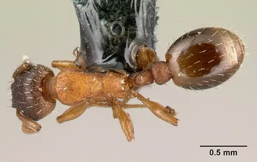 Leptothorax gredleri specimen
