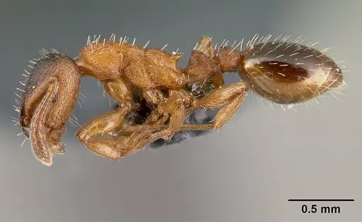 Leptothorax gredleri specimen